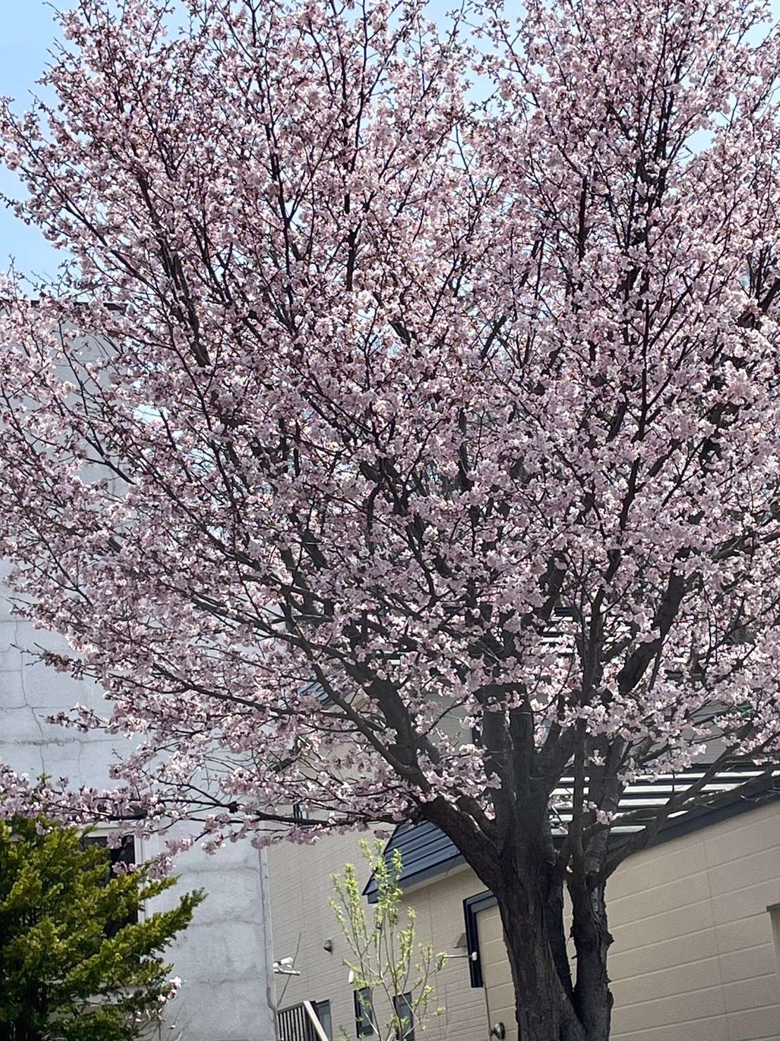 桜咲いてますよ。札幌エステ小顔ハイフならdomynd